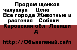 Продам щенков чихуахуа  › Цена ­ 10 000 - Все города Животные и растения » Собаки   . Кировская обл.,Леваши д.